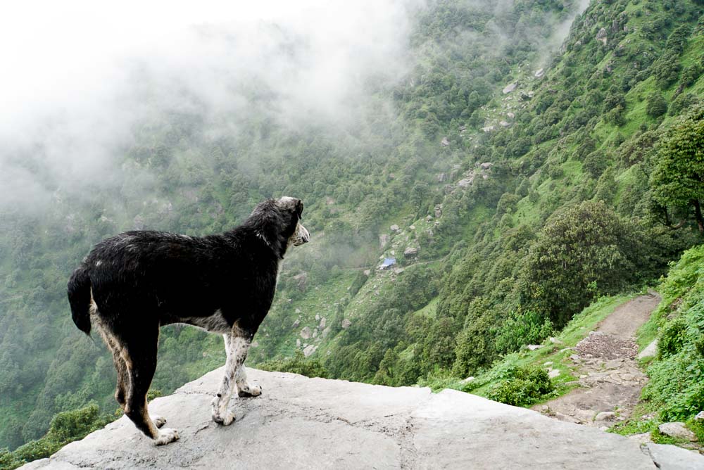 Triund Trek Monsoon-dog at Magic view cafe