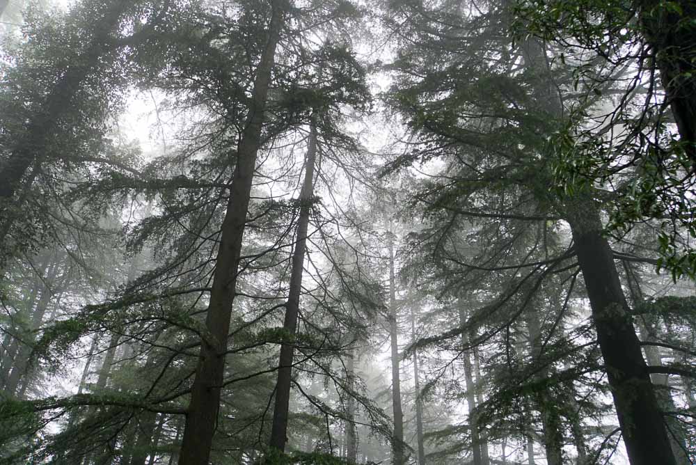 Triund Trek Monsoon-Endless Pine trees