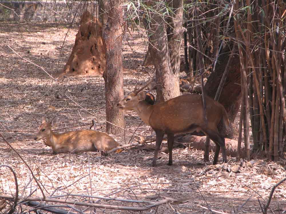 Vandalur Zoo Deer