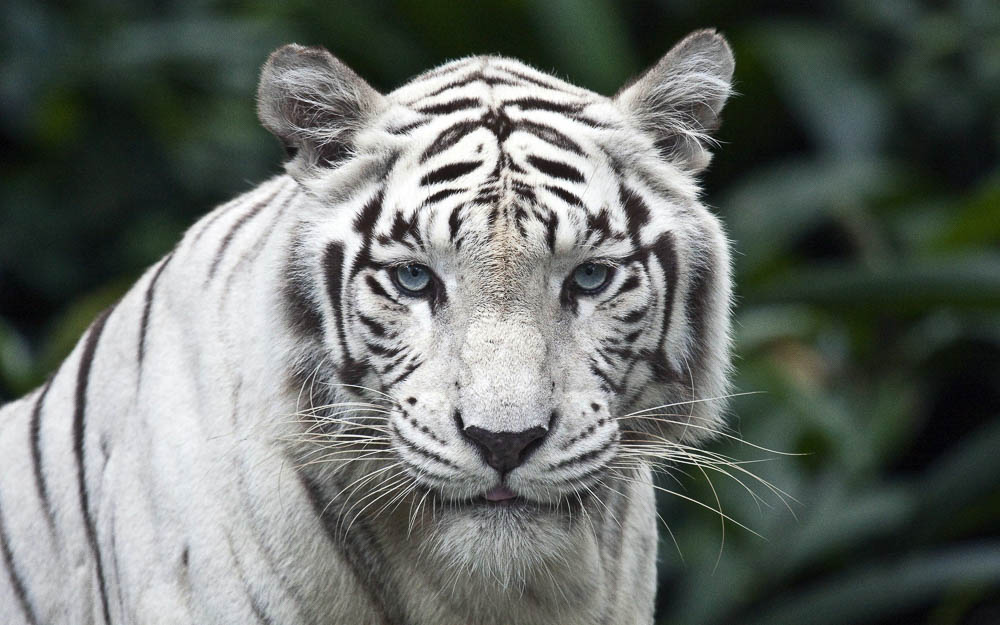 Vandalur Zoo White TIger