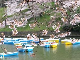 Photo of Japan - Muslim Travel HHWT