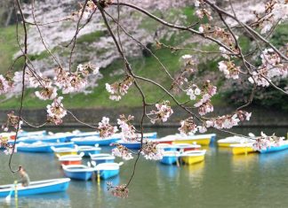 Travel guides for modern muslim travellers (featuring HHWT) Photo of Japan - Muslim Travel HHWT