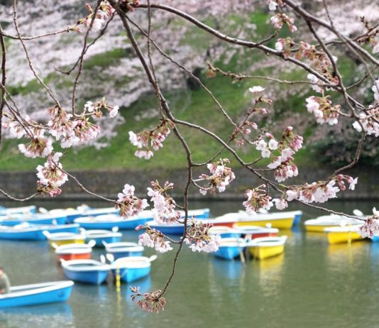 Photo of Japan - Muslim Travel HHWT