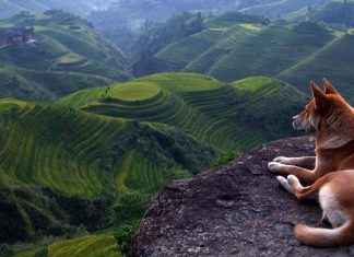 9 Pets that probably travel more than you Pet travel