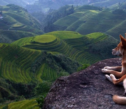 9 Pets that probably travel more than you Pet travel
