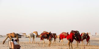 qatar-camels-cover-image