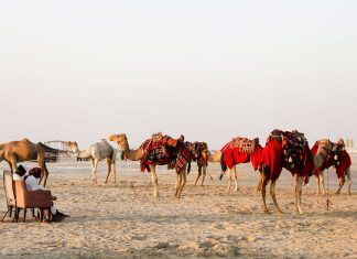 Why Qatar Is More Than Just a Transit Destination qatar-camels-cover-image