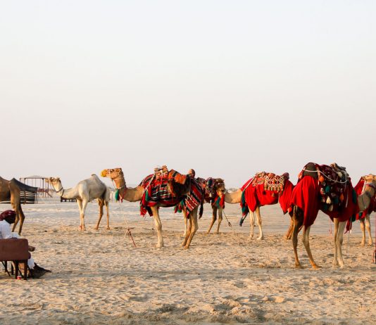 qatar-camels-cover-image