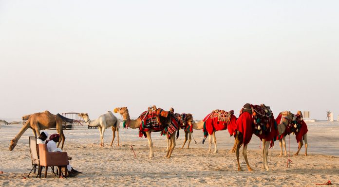 qatar-camels-cover-image