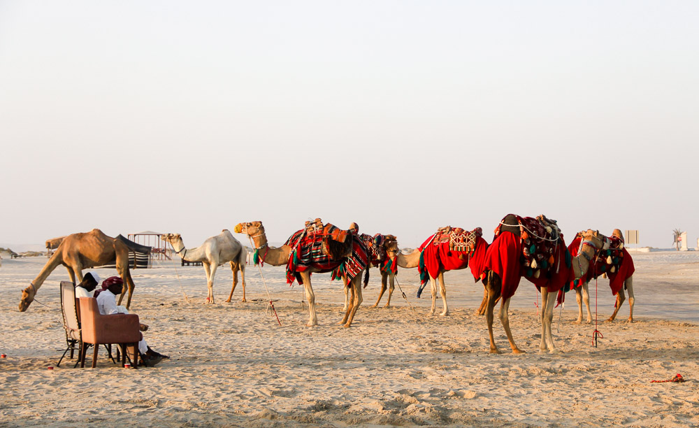 qatar-sand-dunes-camels-of-sealine-desert-2