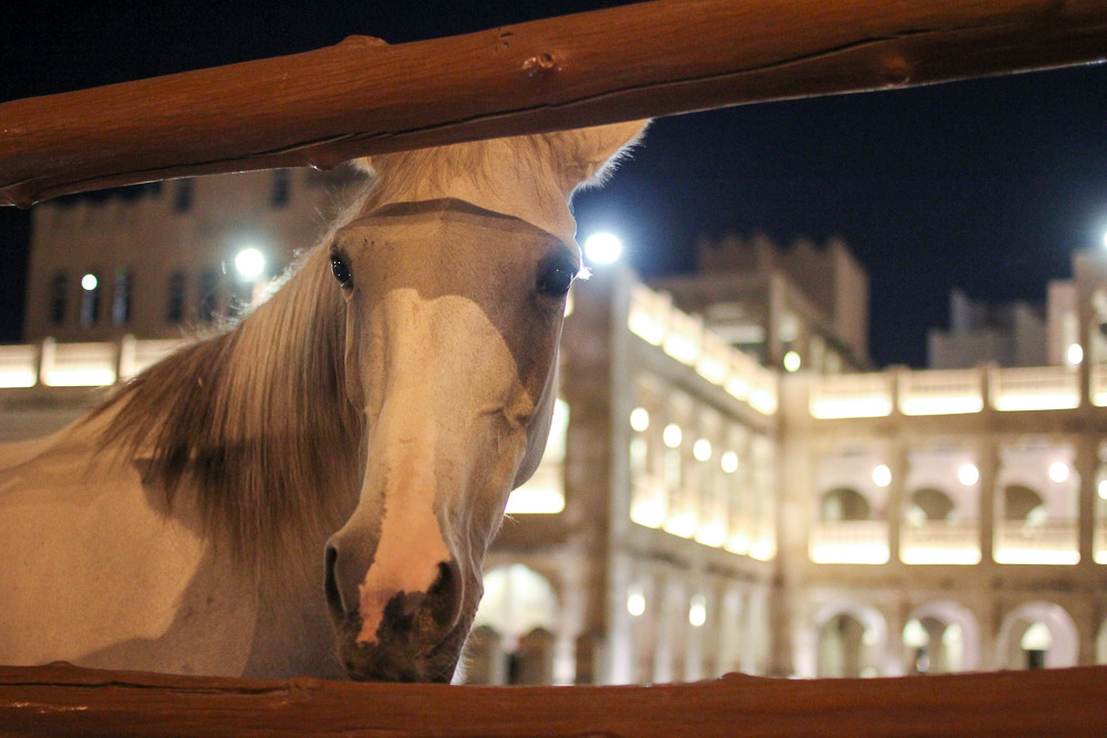 qatar-horses-2