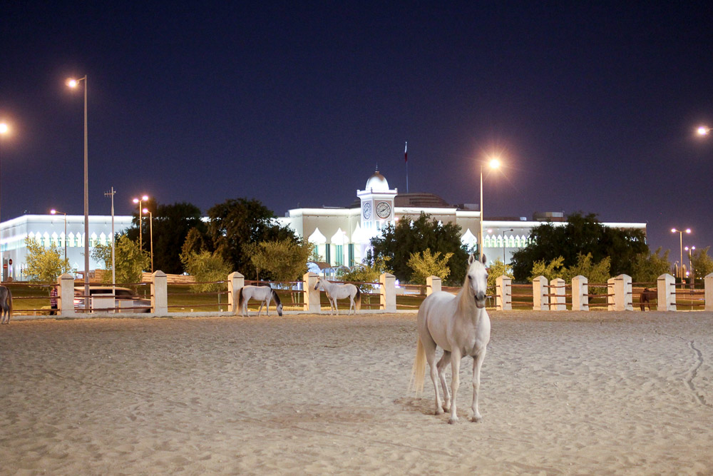 qatar-horses
