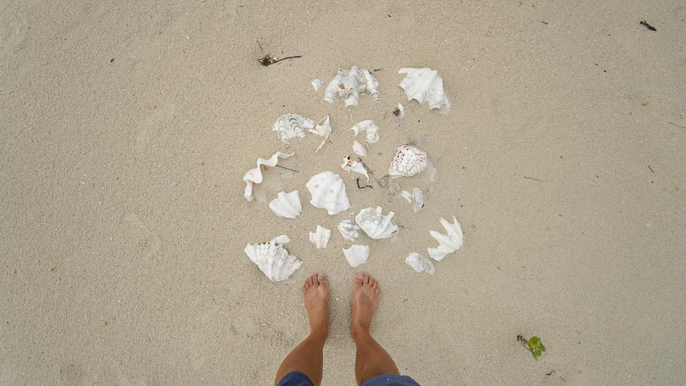 seashells-on-beach-tao-philippines-expedition