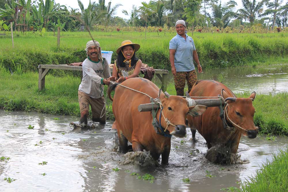 cows-in-rumah-desa-places-to-visit-in-bali-11