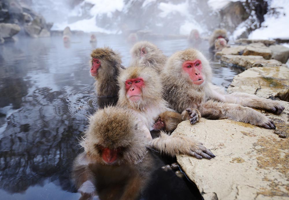 Japanese Snow Monkeys