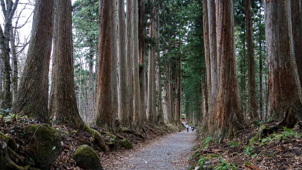 Togakushi Cedar Avenue - JR Pass Guide