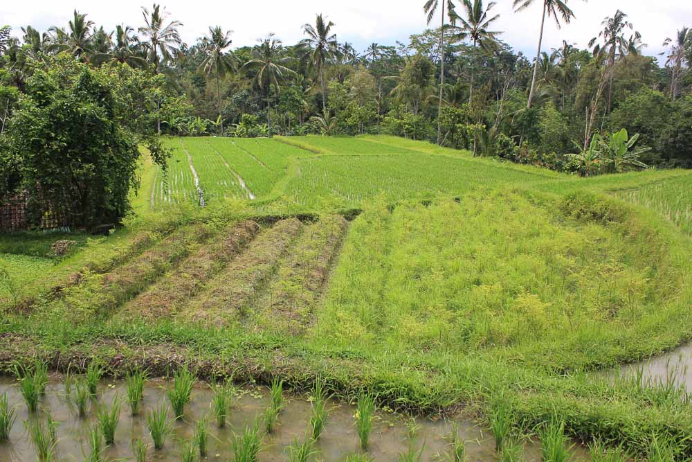 paddy-fields-in-rumah-desa-places-to-visit-in-bali-12