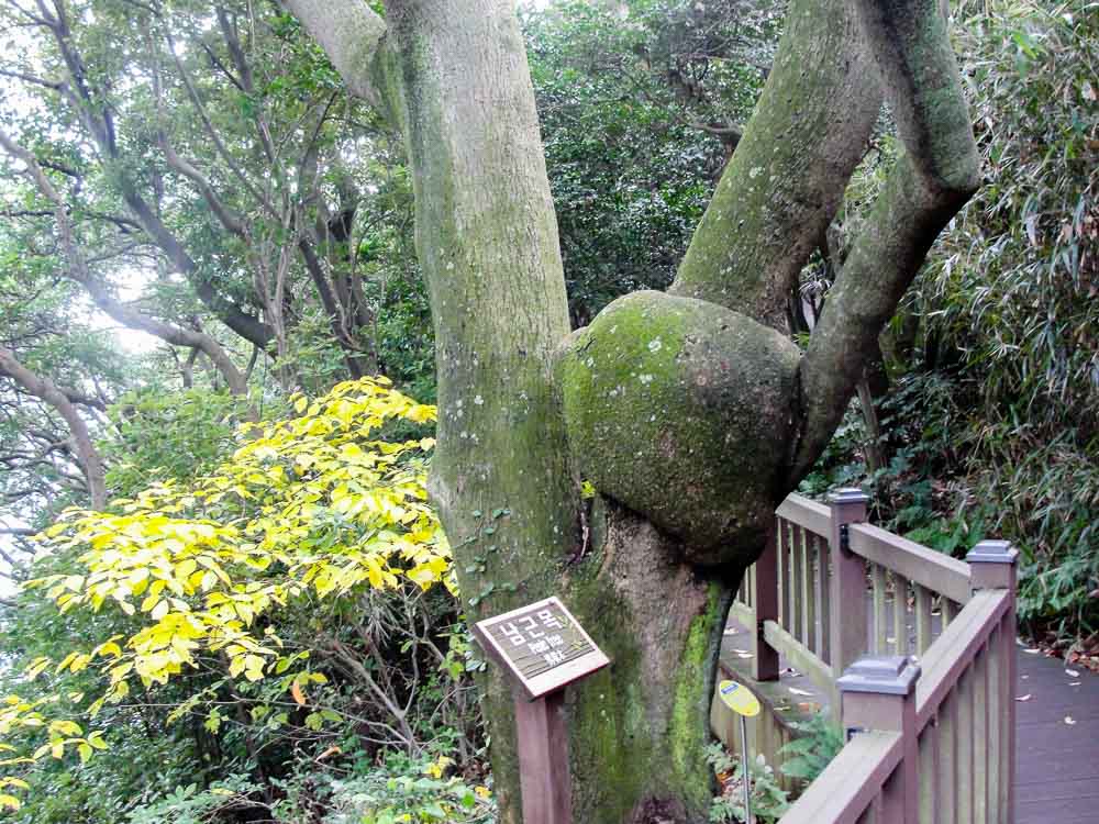 odongdo-island-penis-tree-charming-places-in-korea