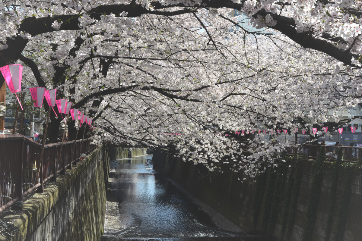 Cherry Blossoms along Meguro RIver during Spring - love in tokyo 18