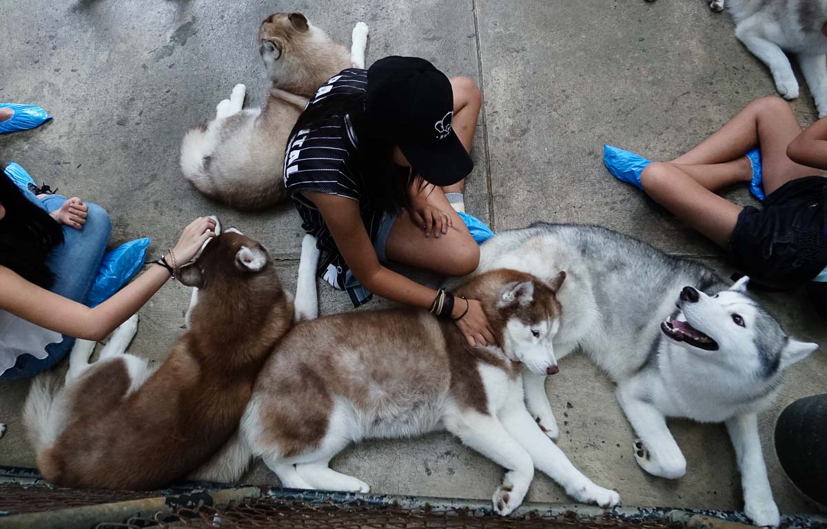 More huskies at True Love cafe - Bangkok City Guide