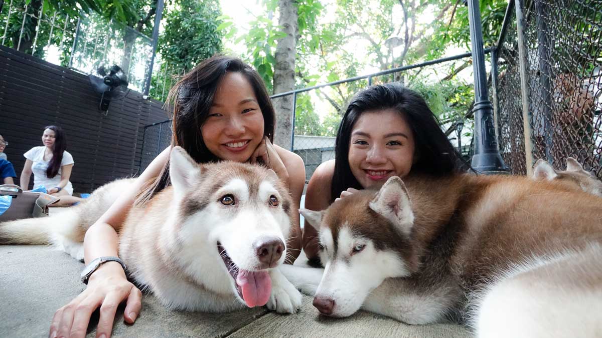 Cuddling with huskies at the True Love Husky Cafe - Bangkok City Guide