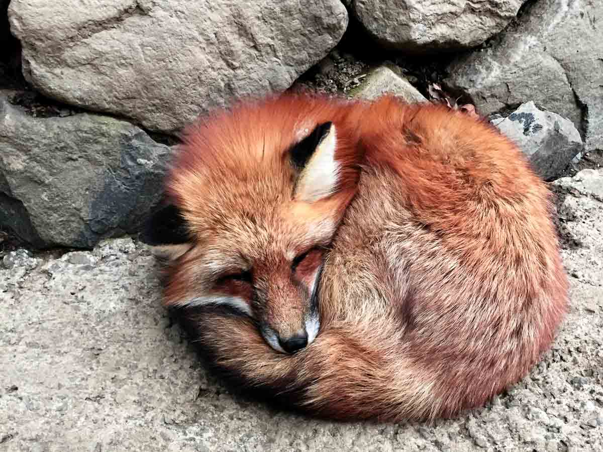 Myagi Zao Fox Village - yamagata