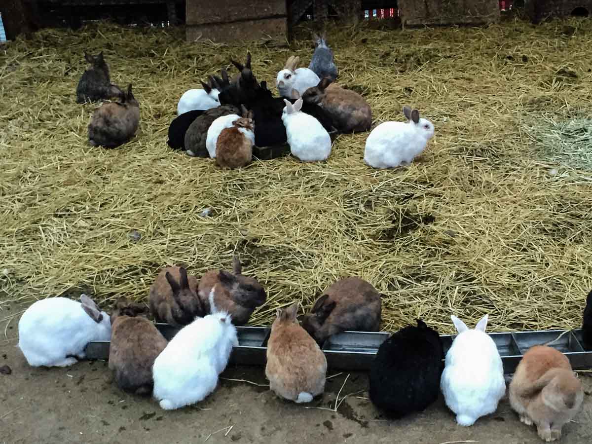 Rabbit village in Miyagi Zao - yamagata