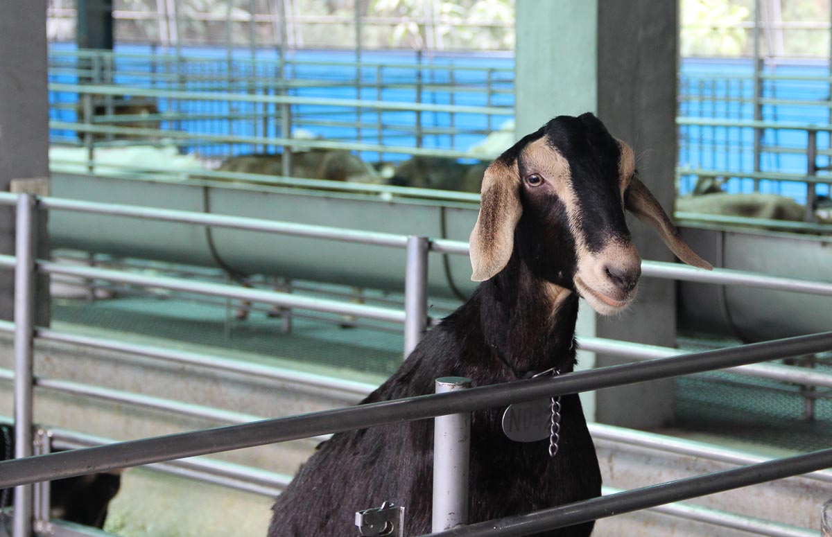 goat farm - things to do in Kaohsiung