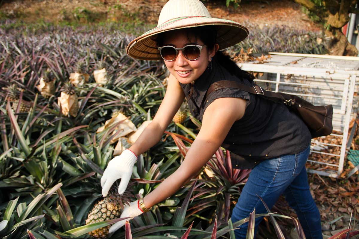 Pineapple picking - things to do in Kaohsiung