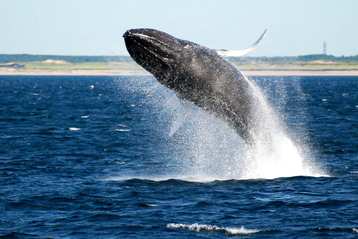 Humpback whale - NSW Bucket List Experience-1