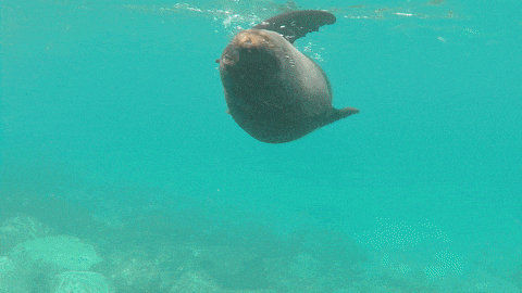 Montague Fur Seals - NSW Bucket List Experiences