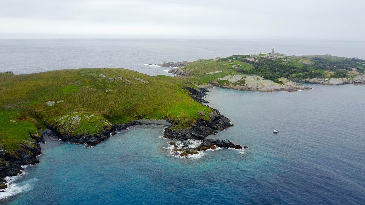 Montague Island - Bucket List Things to do in NSW