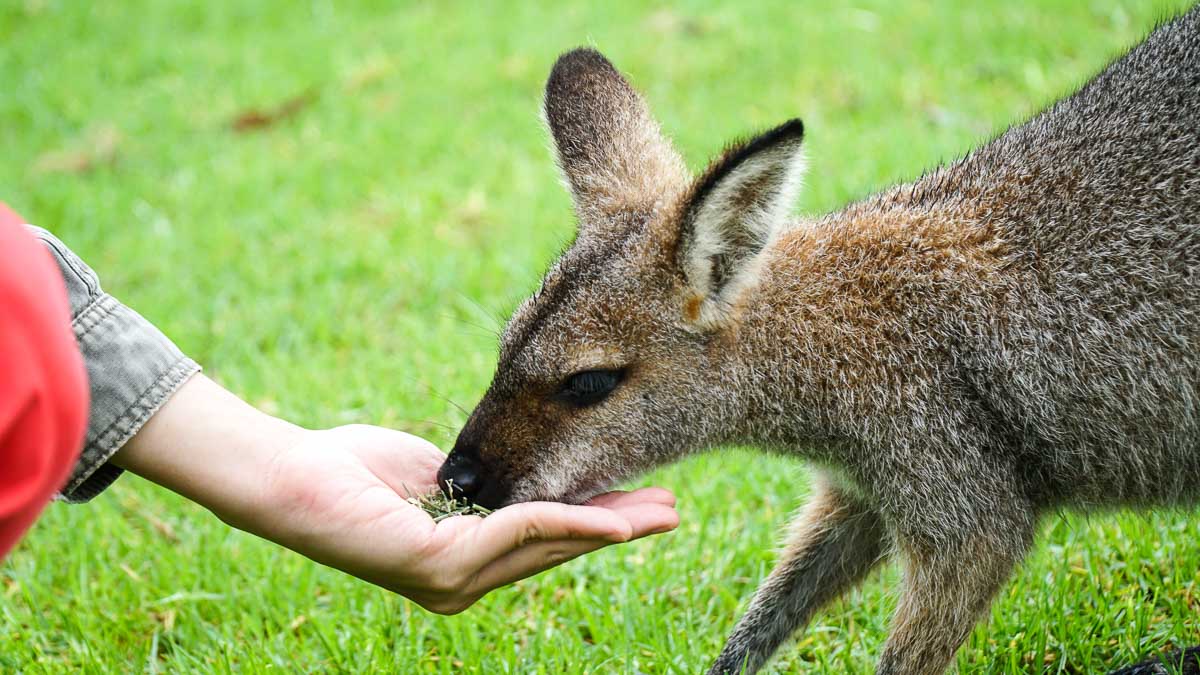 Feeding Kangaroos at Symbio Wildlife park - Bucket List Things to do in NSW