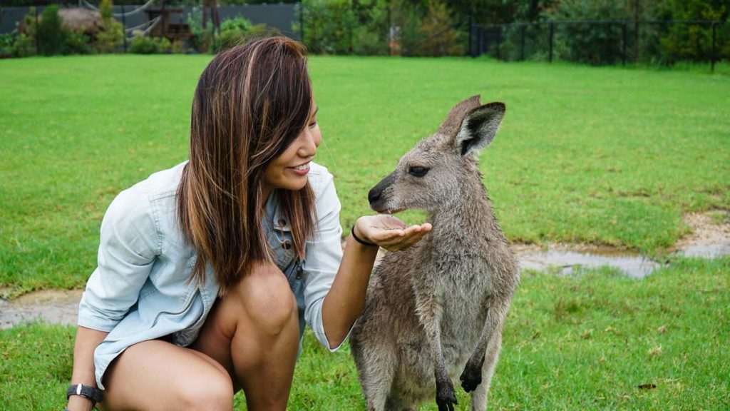 Symbio Wildlife park kangaroos - Bucket List Things to do in NSW