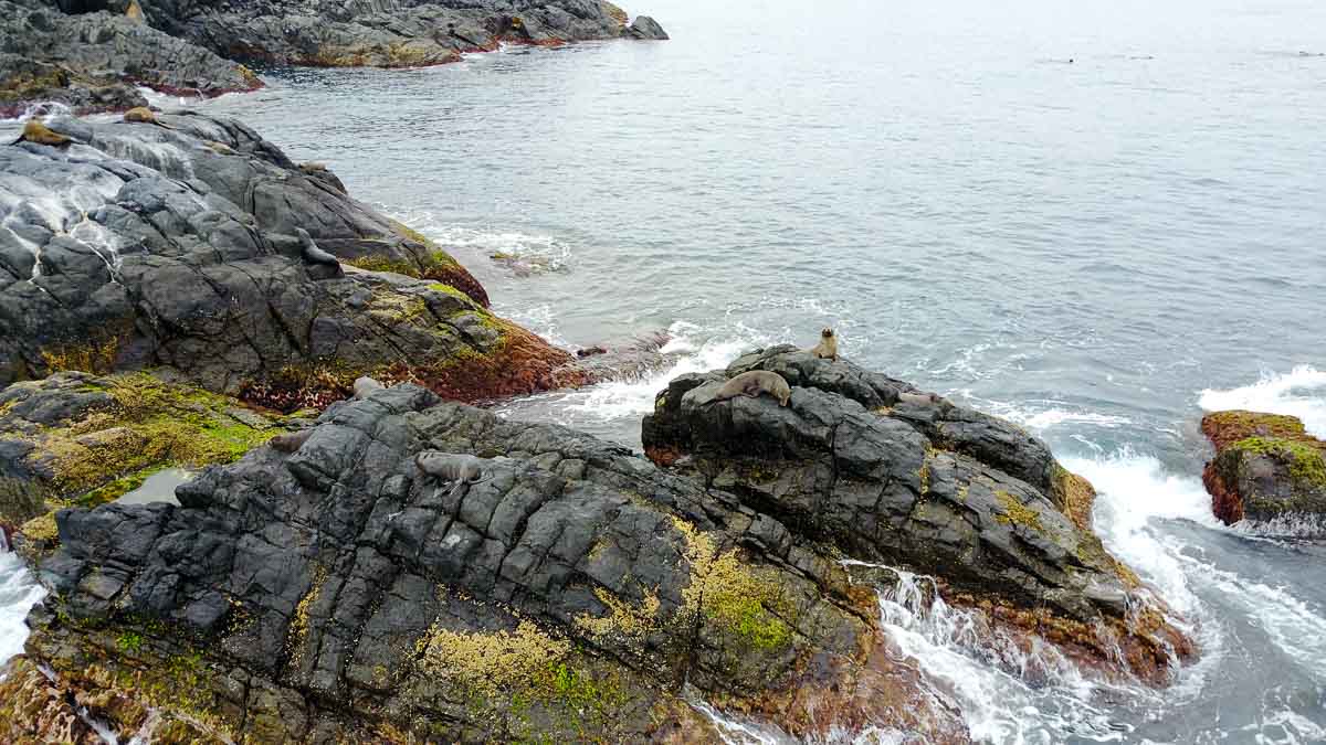 Seals on Montague island - Bucket List Things to do in NSW