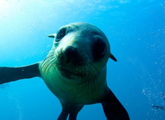 Snorkelling with seals on Montague Island – NSW Australia Narooma-Tours-Seal