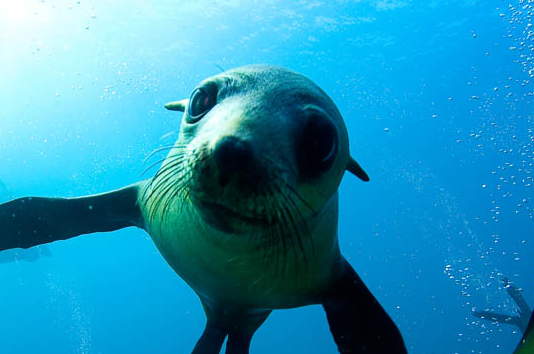 Narooma-Tours-Seal