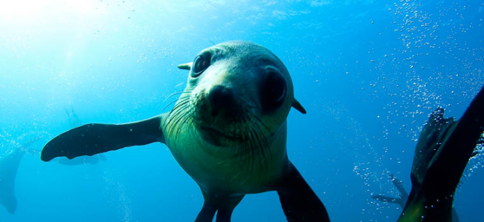 Snorkelling With Seals On Montague Island Nsw Australia The