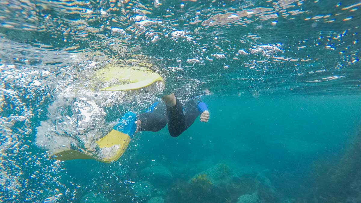 underwater Snorkelling with seals on Montague Island NSW Australia-2