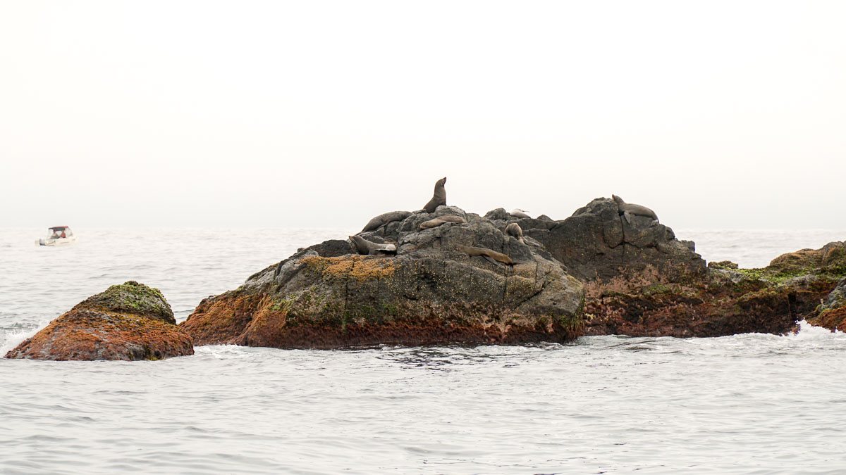 curious seal - Snorkelling with seals on Montague Island NSW Australia-3