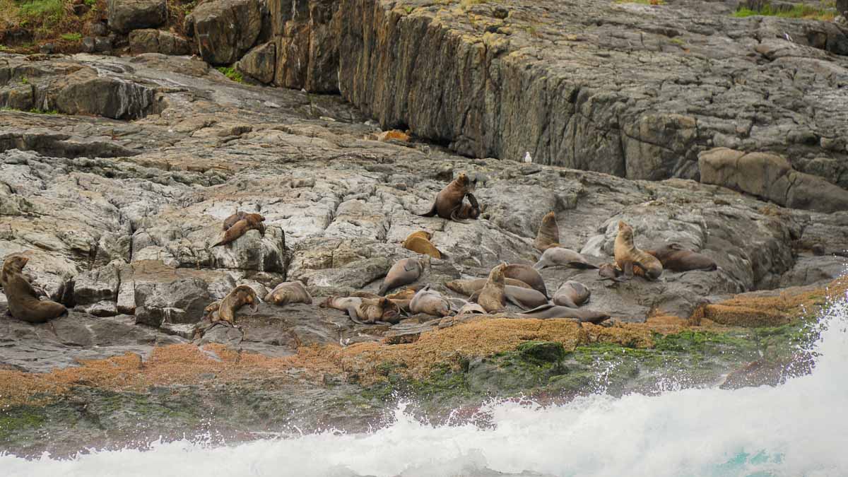 seal colony lazing - Snorkelling with seals on Montague Island NSW Australia-4