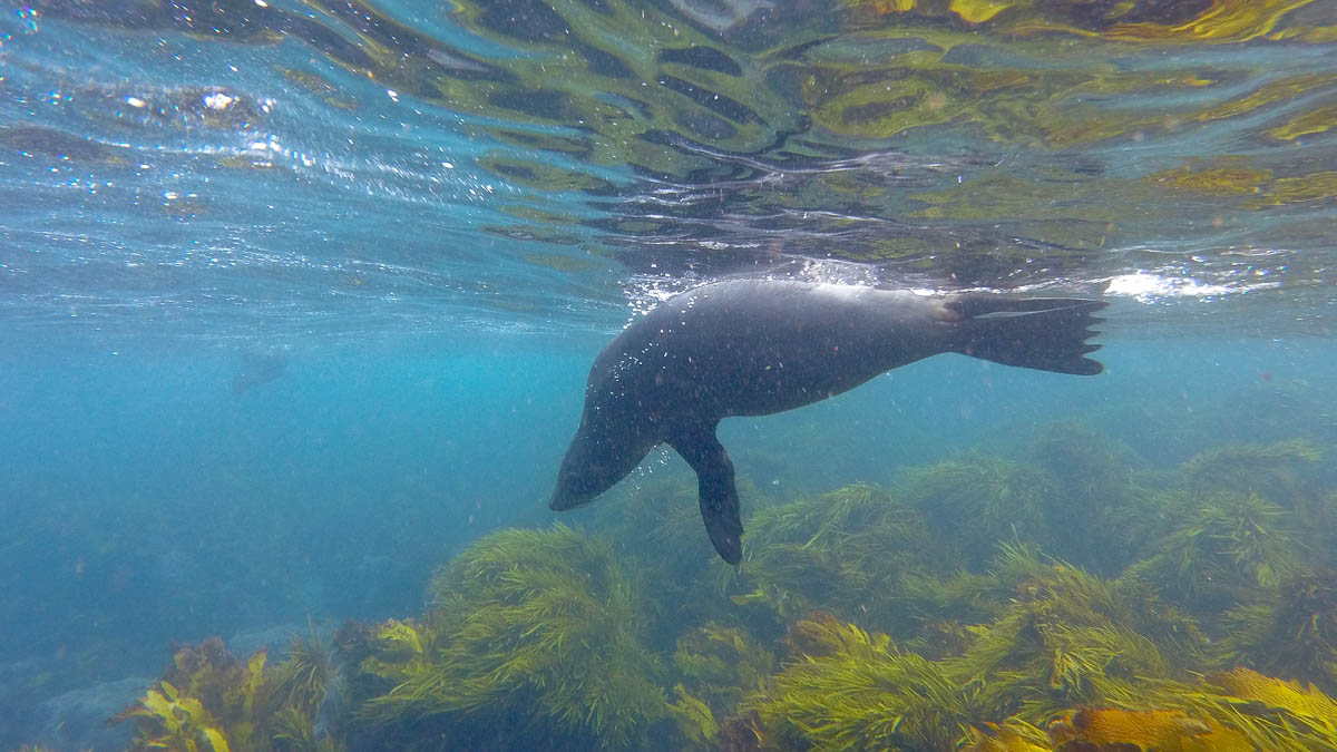 Snorkelling with seals on Montague Island NSW Australia-5