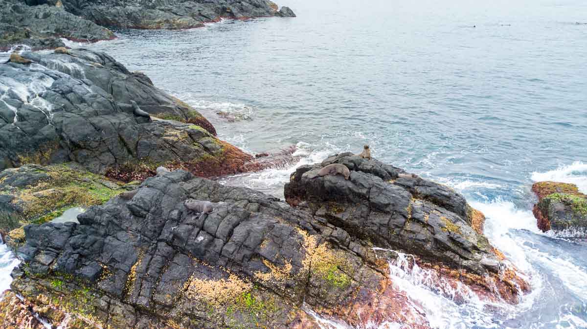 Snorkelling with seals on Montague Island NSW Australia-7