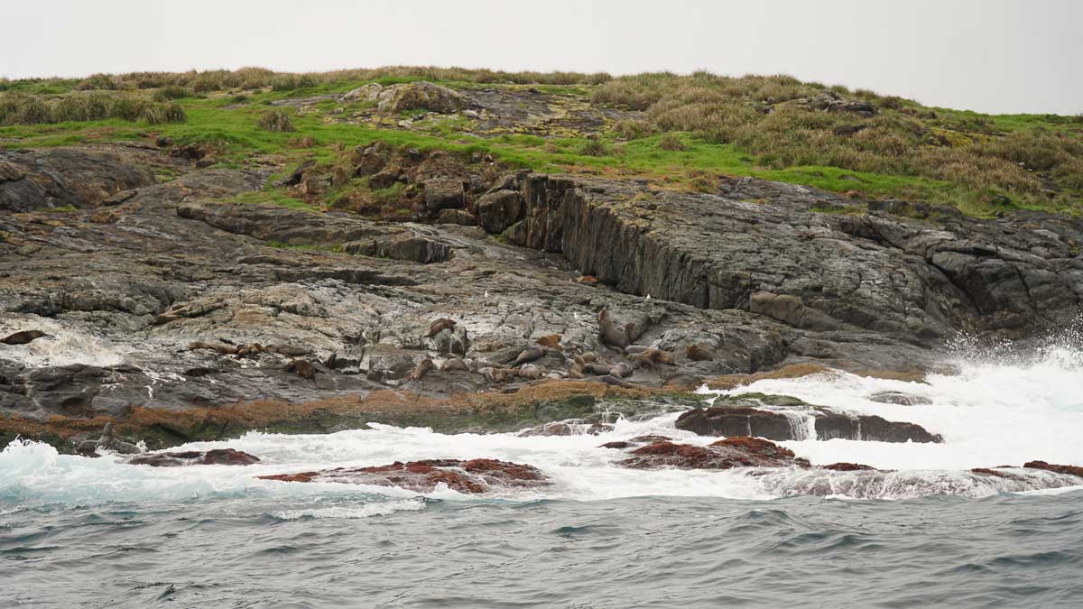 Seals on Montague Island - Sydney South Coast Road Trip-11