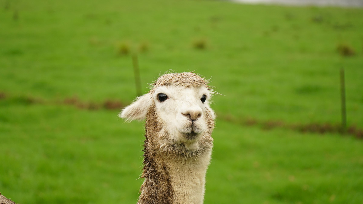 Alpacca at bodalla cheese factory - Sydney South Coast Road Trip