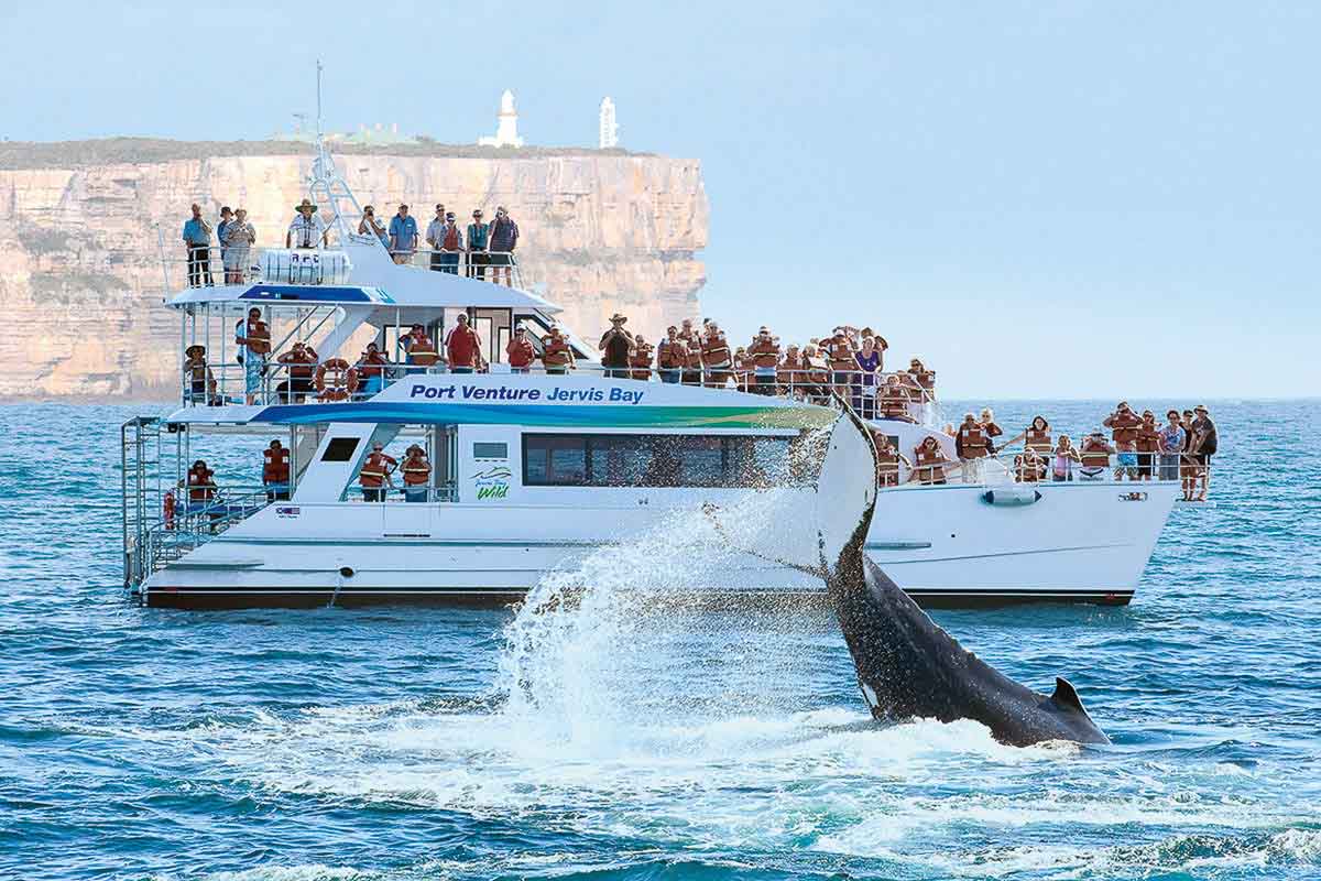 Dolphin Watch Cruise - Sydney South Coast Road Trip