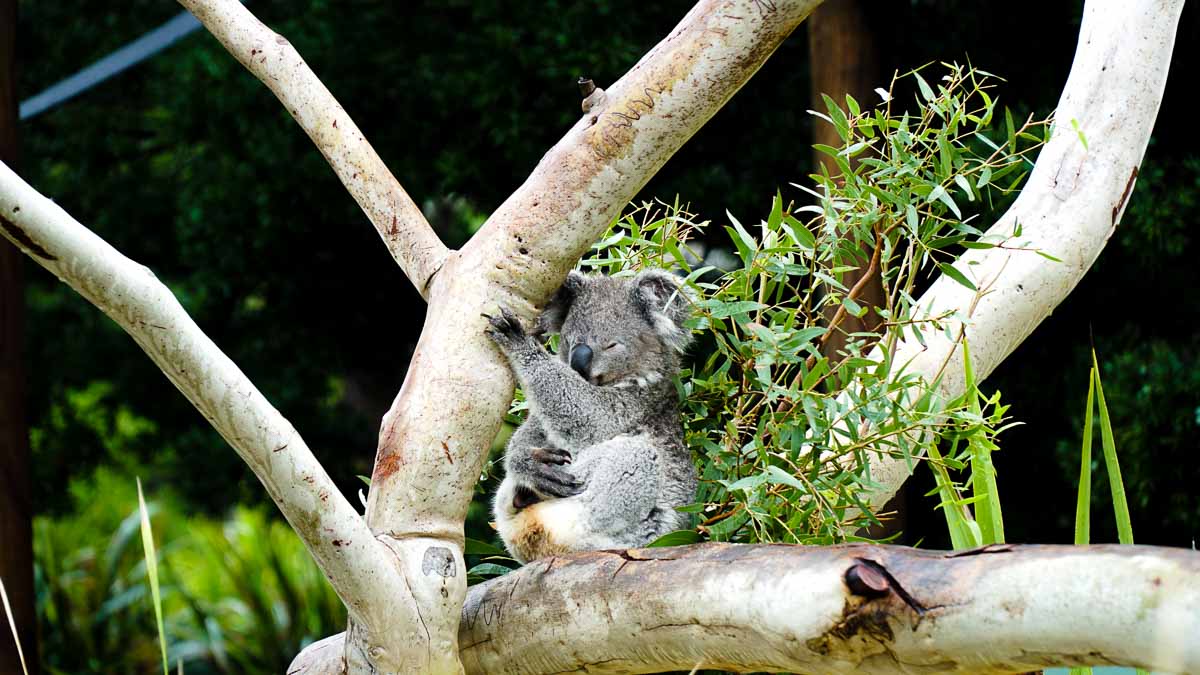 koala at symbio wildlife park - Sydney South Coast Road Trip