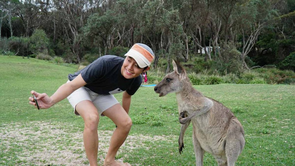 Wild Kangaroos on Pebbly Beach - road trips in Australia