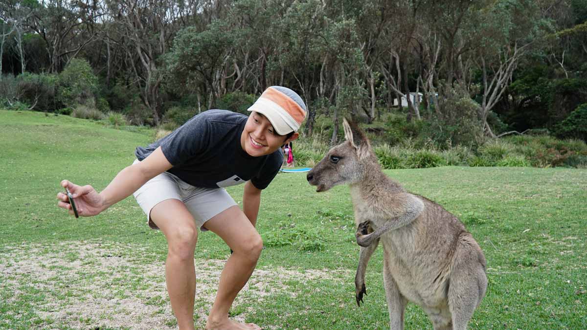 Wild Kangaroos on Pebbly Beach - Sydney South Coast Road Trip
