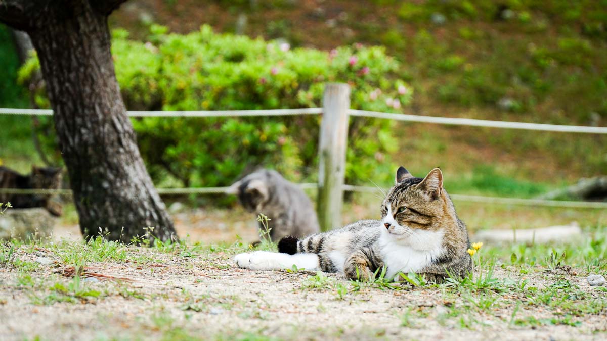 Cats at Himeji Castle - Japan JR Pass Japan Budget Itinerary